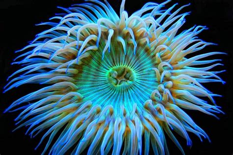 Green Anemone - Photograph at BetterPhoto.com | Creatures of the Water | Deep sea creatures, Sea ...