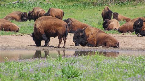 Lee G. Simmons Wildlife Safari Park opens for 25th year on Saturday