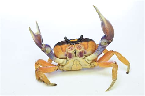 Halloween Week - Top 10 Halloween Crab Facts!