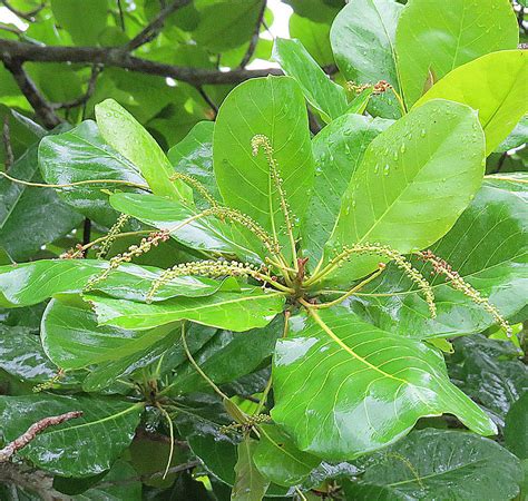 Terminalia catappa | A pantropical tree of the Combretaceae … | Flickr