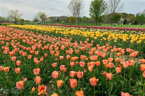 Tulip Time - Holland, Michigan | Pure michigan, Tulip fields, Michigan