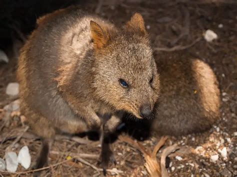 Quokka Predators: What You Need to Know About the Declining Population ...