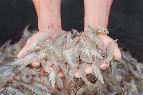 Additional health benefits discovered for shrimp aquaculture - Hatchery InternationalHatchery ...