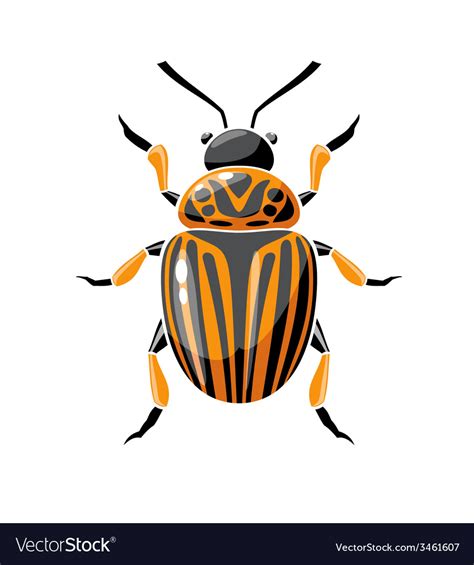 Colorado beetle Royalty Free Vector Image - VectorStock