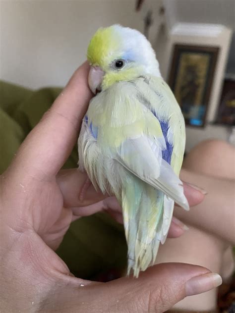 Parrotlet For Sale in Oceanside (1) | Petzlover