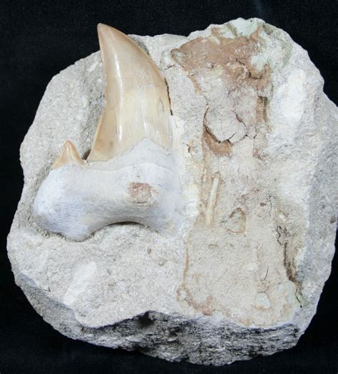 1.9" Otodus Shark Tooth Fossil In Matrix (#6345) For Sale - FossilEra.com