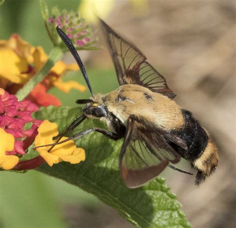 Beachgirl's Blog: Beth's Patch ~ Snowberry Clearwing Moths