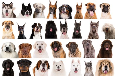 Working Dogs: Meet 31 Purposely-Bred Dog Breeds | Working dogs breeds, Working dogs, Dog breeds