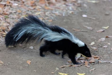 10 Best Skunk Repellents (and How to Use Them) - Pest Pointers