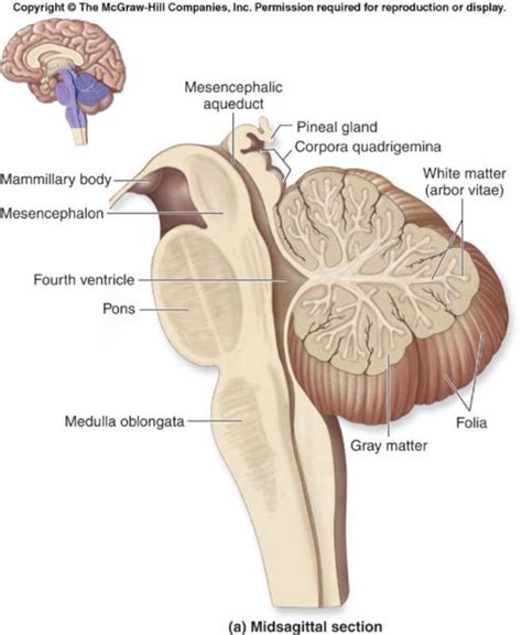 Cerebellum Diagram | Brain anatomy and function, Brain anatomy, Human anatomy and physiology