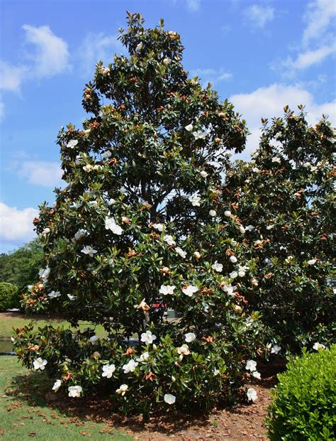 magnolia grandiflora | alberi e piante | Pinterest