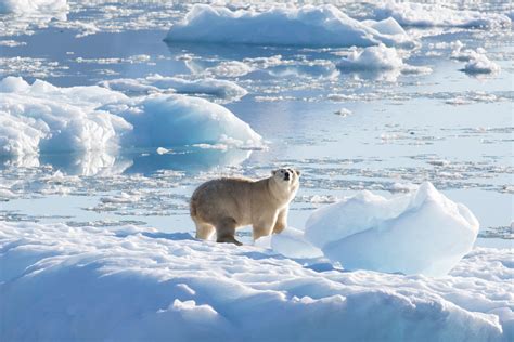 Images Of Polar Bears In The Arctic