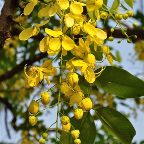 Amaltas, Cassia fistula Buy Golden shower at Nursery Nisarga