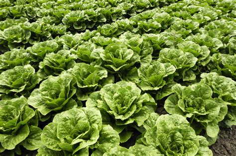 FreshPoint | Close-up of Romaine Lettuce