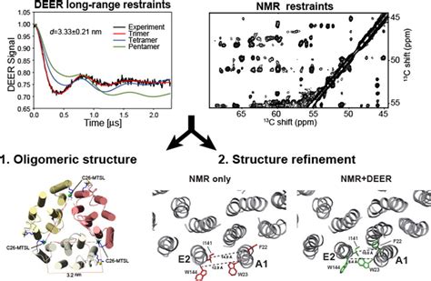 Structure Determination of Oligomeric Proteins in Lipid Bilayers by Combining Solid State NMR ...