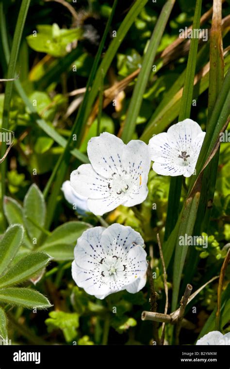 baby blue eyes flower Stock Photo - Alamy