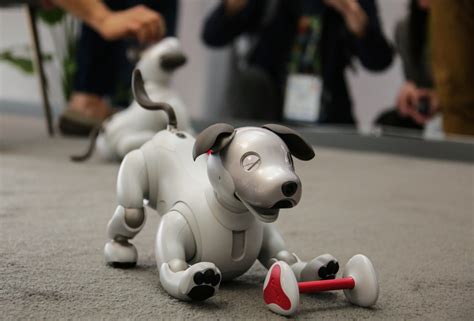 Sony's adorable new AIBO Comes to US, IN September, Price $ 2,899 - USA Latest News