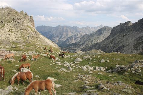 Pyrénées wildlife and landscape on Behance