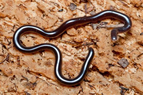 Brahminy Blind Snake Facts and Pictures | Reptile Fact