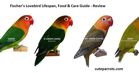 Fischer’s Lovebird Lifespan, Food & Care Guide - CuteParrots