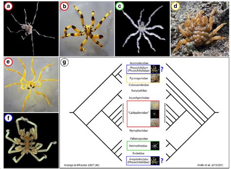 Investigated pycnogonid species and two hypotheses on their ...