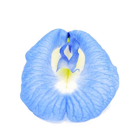 90+ Aparajita Flower Drawing Stock Photos, Pictures & Royalty-Free Images - iStock