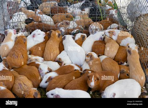 Guinea pig farm in Ecuador Stock Photo - Alamy