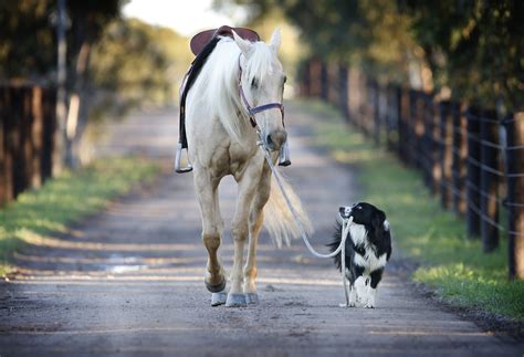 This Charming Dog That Rides Horses Is More Than Just A One-Trick Pony ...