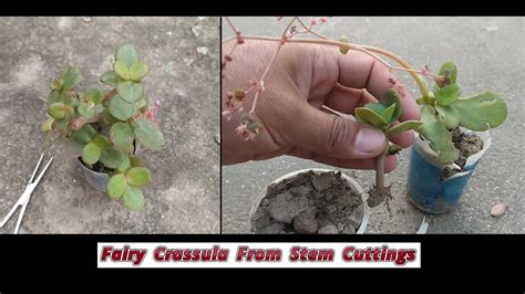 How to grow fairy crassula from stem cuttings | crassula multicava propagation from stem ...