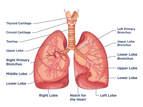 RBSE Solutions For Class 12 Biology Chapter 23: Respiratory System of Human