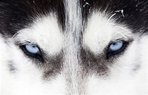 Download Close-up Eye Dog Animal Siberian Husky HD Wallpaper