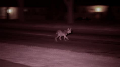 Meet the Coywolf | The Original Coyote and its Chicagoland habitat ...