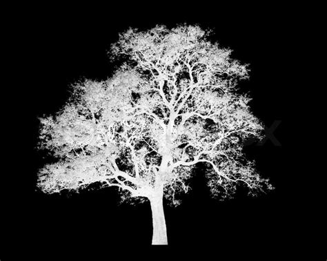 White Tree Silhouette Wallpaper - WallpaperSafari