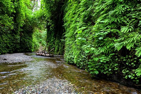 Fern Canyon at Prairie Creek Redwoods State Park Photograph by Rick Pisio