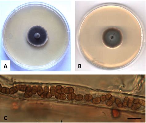 Sciency Thoughts: Seven new species of Marine Fungi from the Mediterranean.