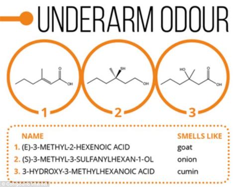 Infographic explains chemistry of odours - flatulence and cheesy feet | Daily Mail Online