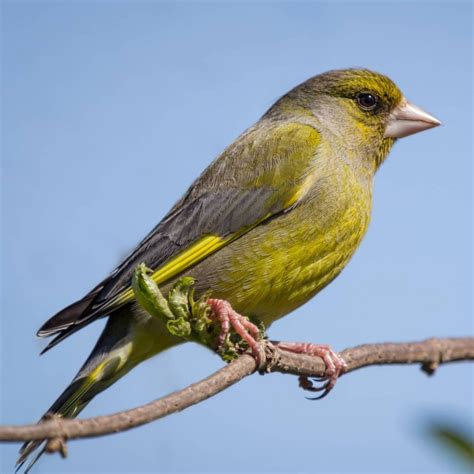 All about the Greenfinch - GardenBird