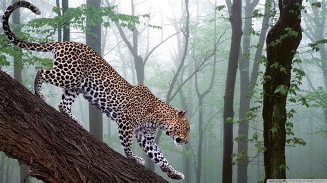 Jungle Animals Wallpaper - WallpaperSafari