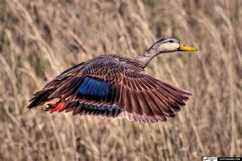 Mottled Duck Flying through Loxahatchee National Wildlife Refuge