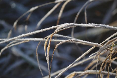 Winter Grass on Behance