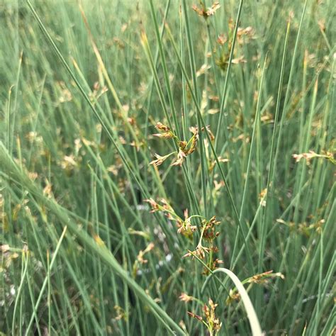 Buy Blue Arrows Rush Grass | 2 Large Gallon Size Plants | Juncus ...