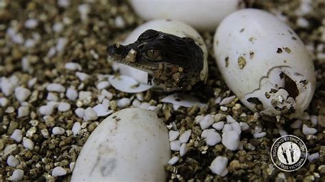 Baby Philippines Crocs! - YouTube