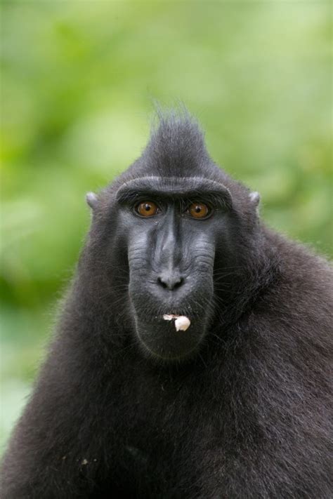 Sulawesi-black-crested-macaque-(2) – Chris Hill Wildlife Photography