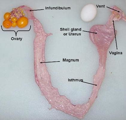 HOW DOES A HEN MAKE AN EGG? – Small and backyard poultry