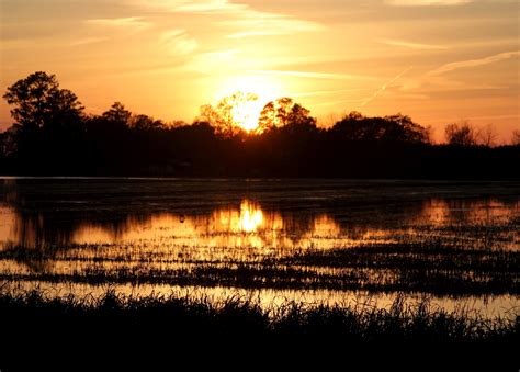 Joie de Vivre: Louisiana Sunset