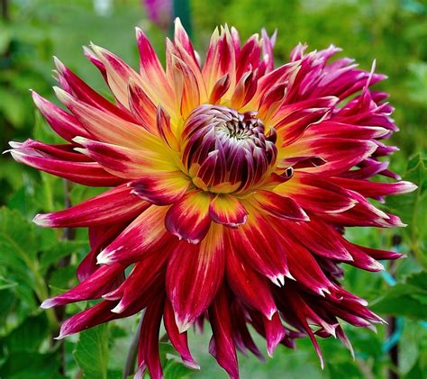 Free photo: Dahlia, Flower, Red, Yellow, Orange - Free Image on Pixabay - 391395