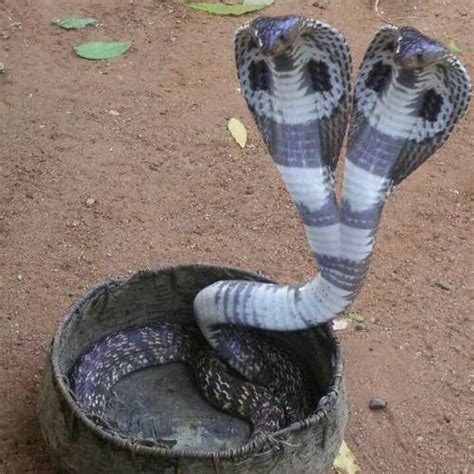 Two-headed cobra | Cobra snake, King cobra snake, Pet snake