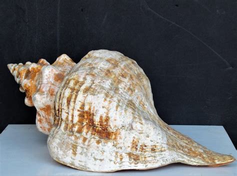 Big Old Horse Conch Sea Shell at 1stDibs | horse conch shell for sale, old conch shell, shell conch