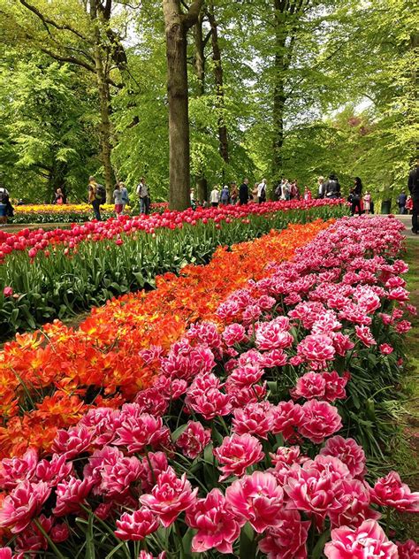 Keukenhof Gardens: 10 Practical Tips for the Tulip Fields » Maps & Bags ...