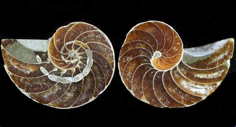 Cut & Polished Nautilus Fossil - 1.2" (#45699) For Sale - FossilEra.com